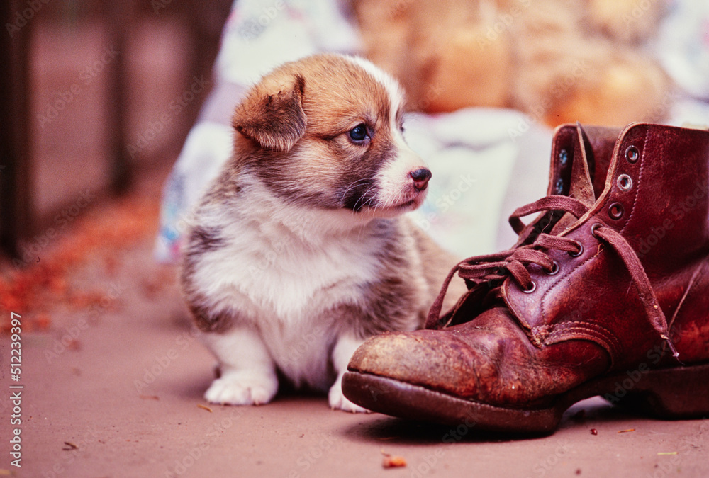 Corgi puppy next to brown leather shoe Corgi puppy next to brown leather shoe