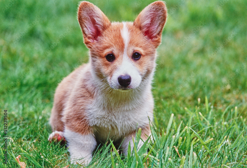 Corgi puppy on grass Corgi puppy on grass