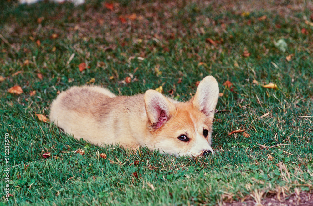 Corgi laying in grass Corgi laying in grass