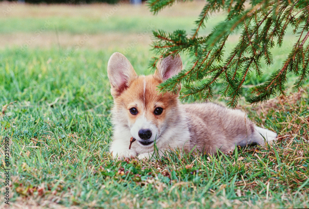 Corgi puppy laying in grass under pine tree Corgi puppy laying in grass under pine tree