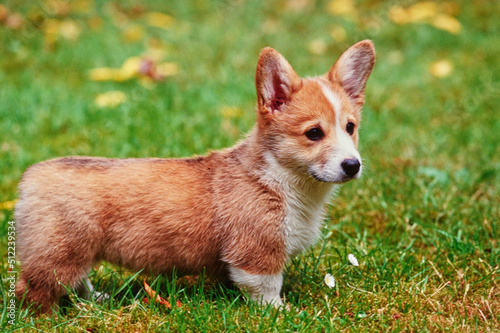 Corgi puppy in grass © SuperStock