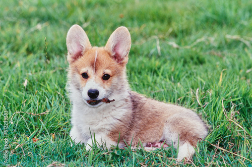 Corgi puppy laying in grass chewing on stick