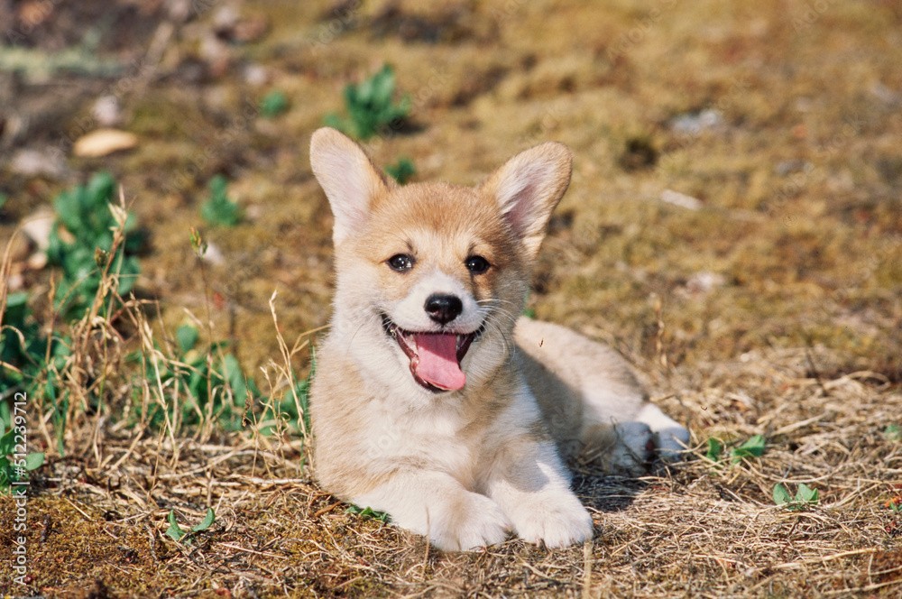 Corgi puppy laying in field