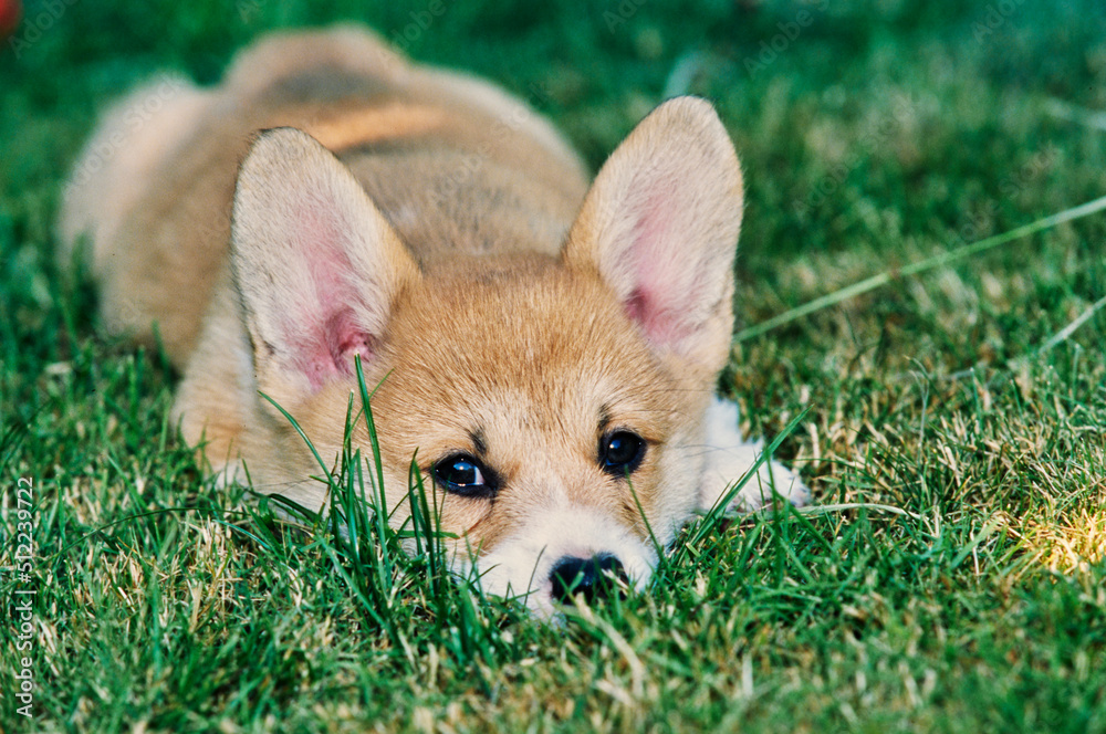 Corgi puppy laying in grass Corgi puppy laying in grass