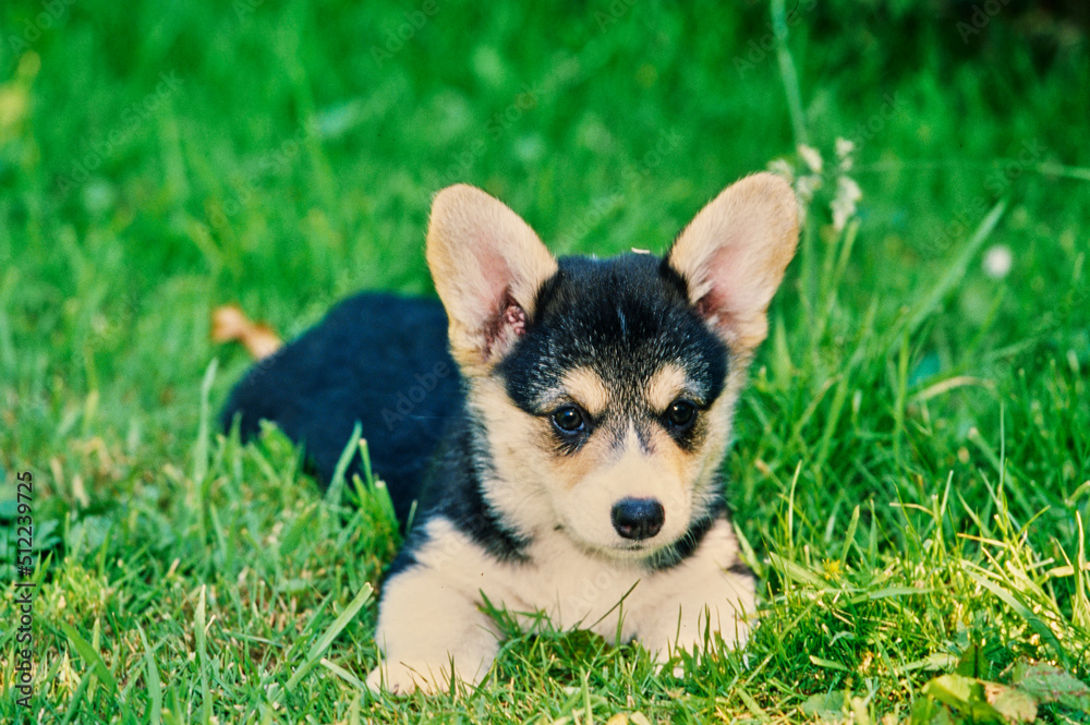 Fototapeta premium Corgi puppy laying in grass