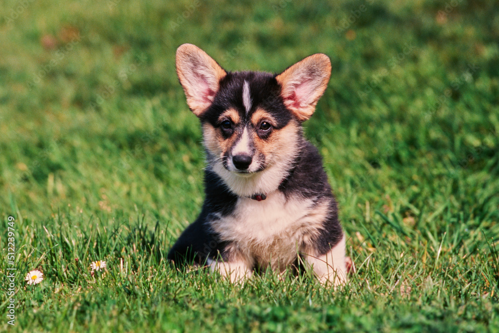Corgi puppy in grass