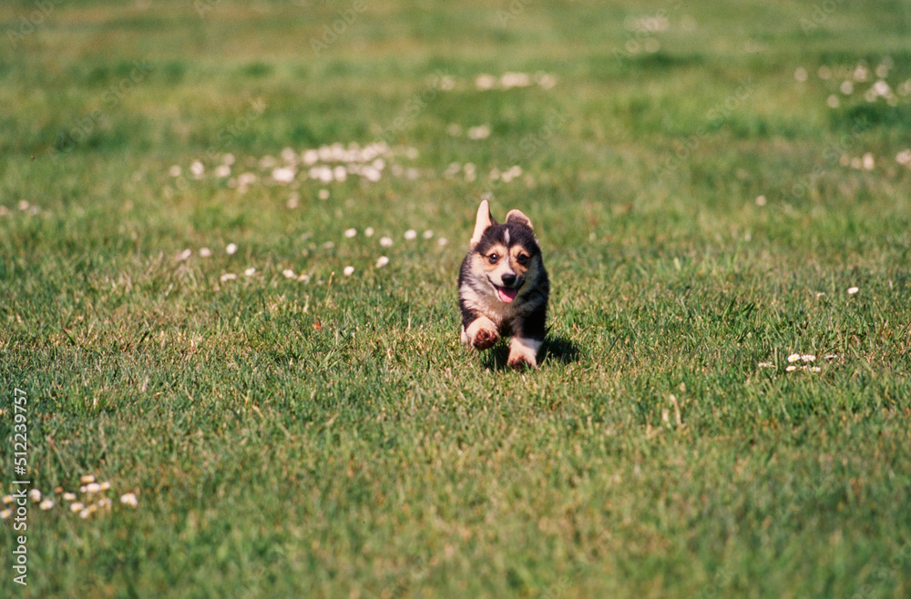 Corgi puppy running through field with white flowers Corgi puppy running through field with white flowers
