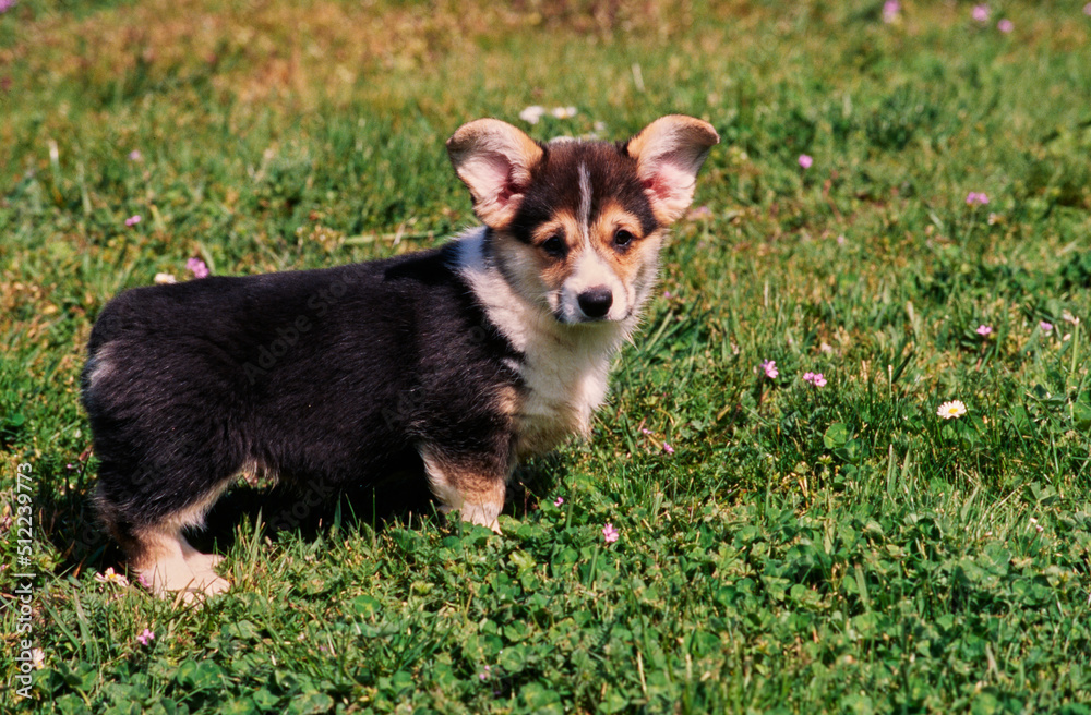 Corgi puppy in grass Corgi puppy in grass