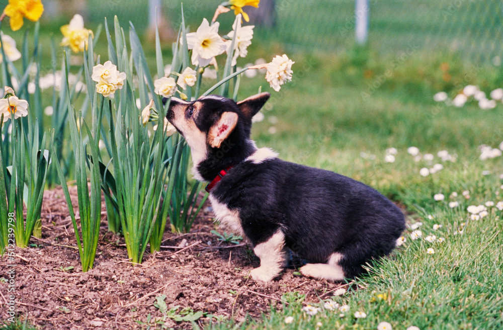 Corgi puppy sniffing flower in garden