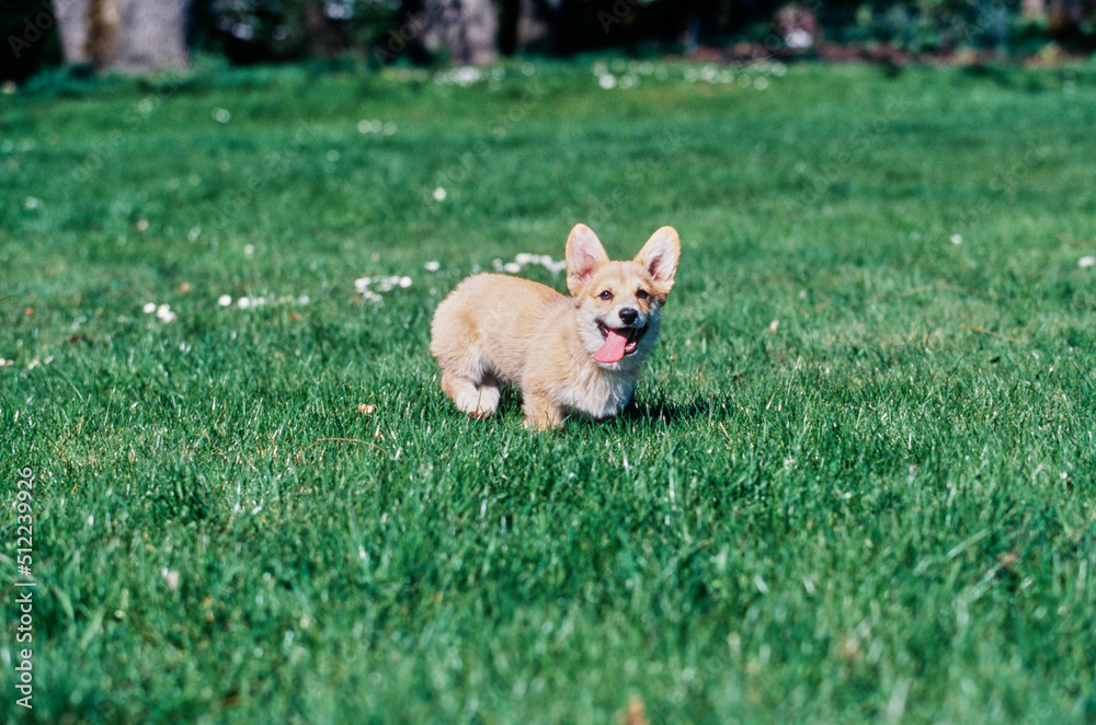 Corgi running in grass with white flowers Corgi running in grass with white flowers
