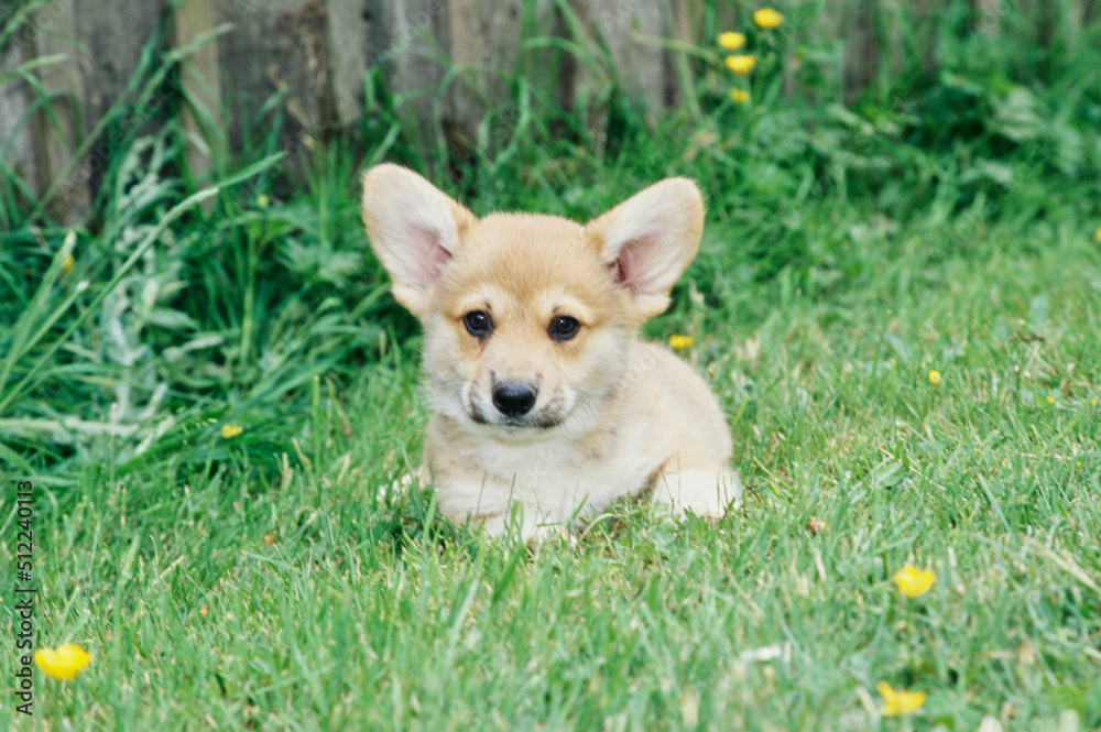 Corgi puppy outside on grass with yellow flowers