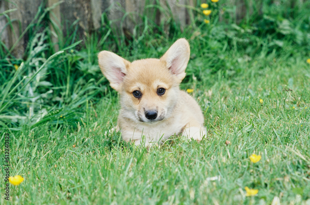 Corgi puppy outside on grass with yellow flowers