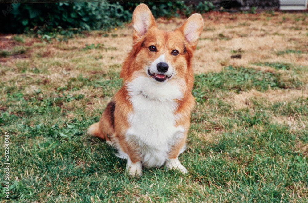 Corgi sitting in grass