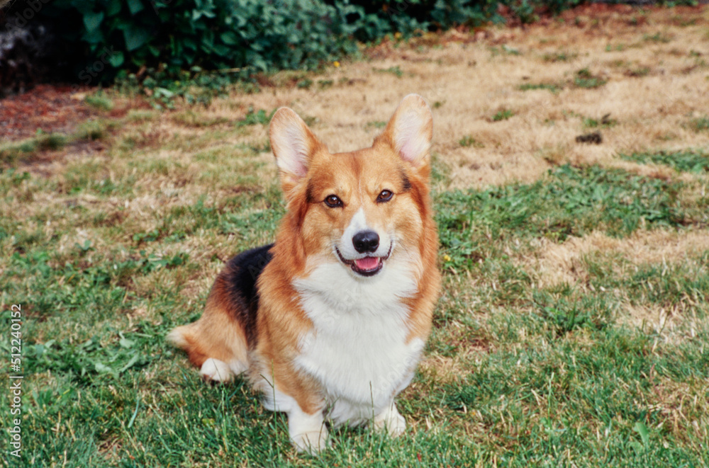 Corgi sitting in grass Corgi sitting in grass