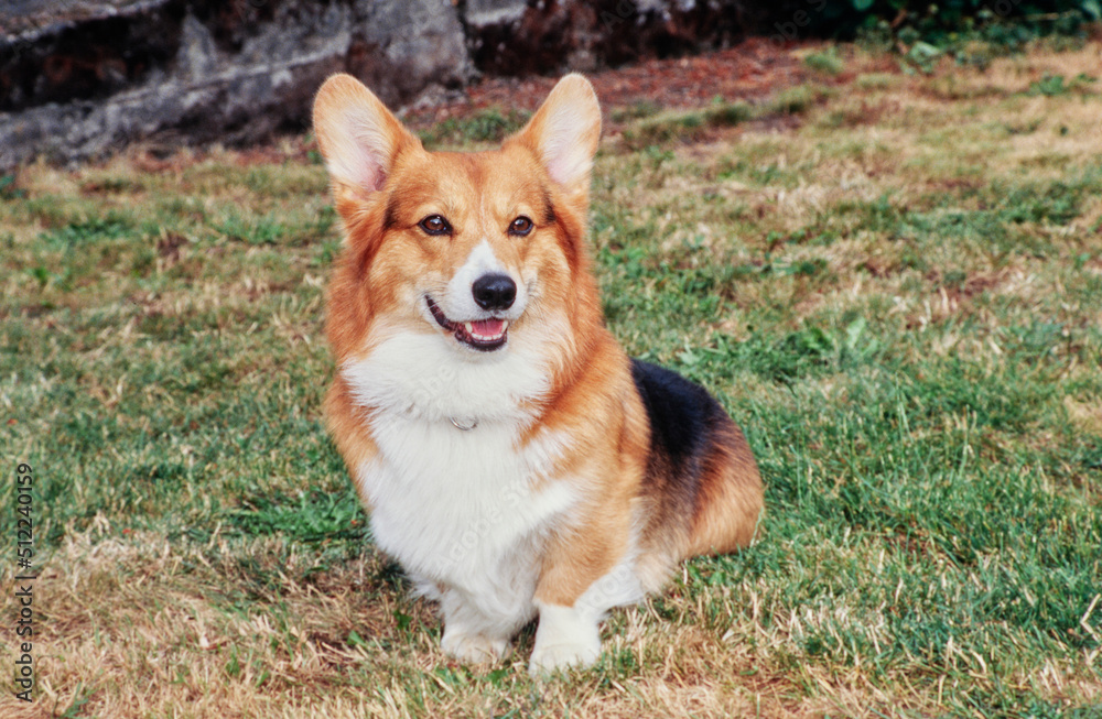 Corgi sitting in grass Corgi sitting in grass
