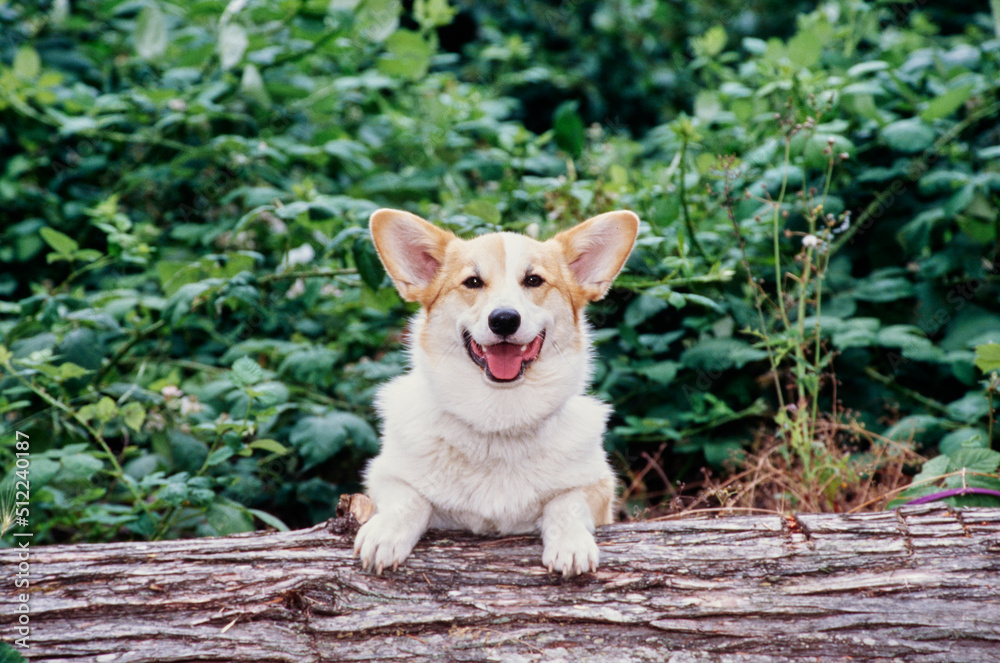 Corgi sitting on tree trunk Corgi sitting on tree trunk