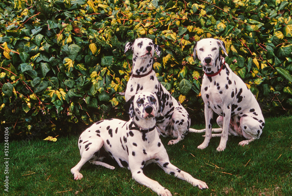 Three dalmatians sitting in front of a hedge