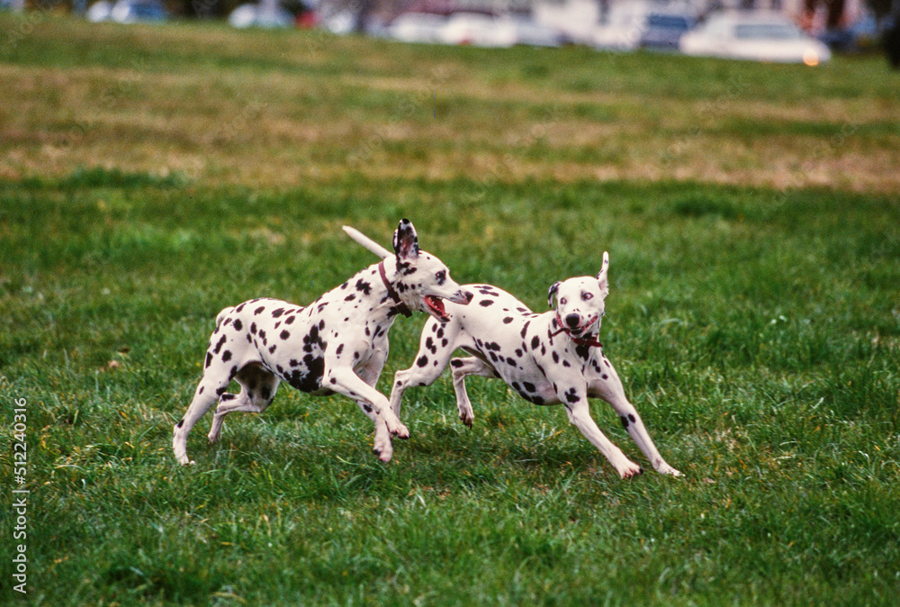 Two dalmatians playing in grass Two dalmatians playing in grass