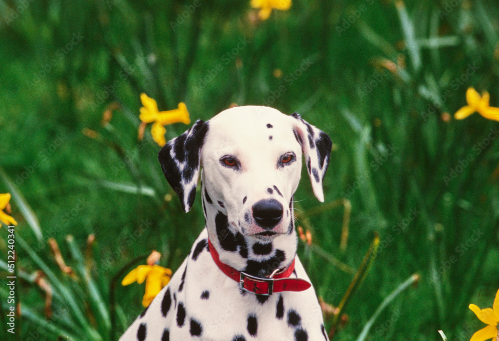 Close-up of a dalmatian in front of daffodils Close-up of a dalmatian in front of daffodils
