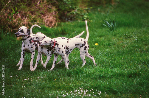 Three dalmatians playing in grass