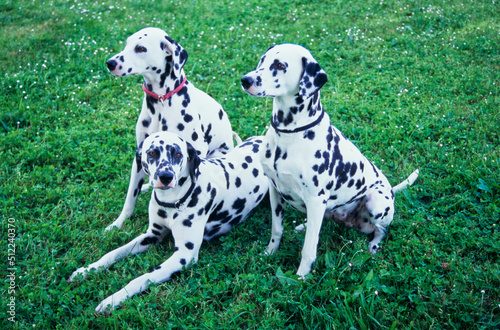 Three dalmatians in grass