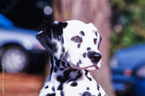 Close-up of a dalmatian's face in an outdoor setting © SuperStock