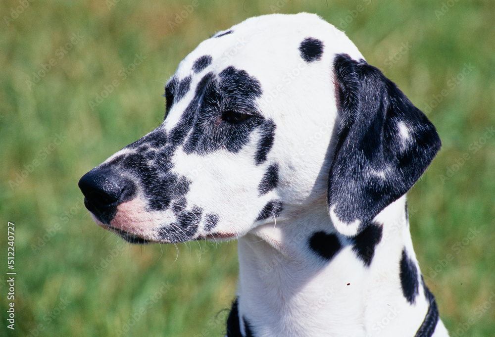 Close-up of a dalmatian's face on grassy background