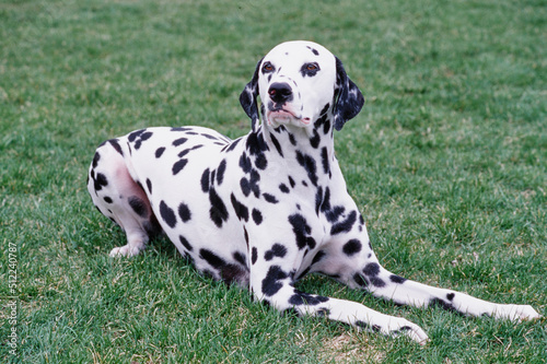 Dalmatian laying in grass