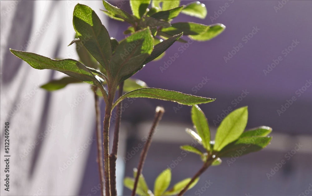 Fototapeta premium Plantas dentro del hogar