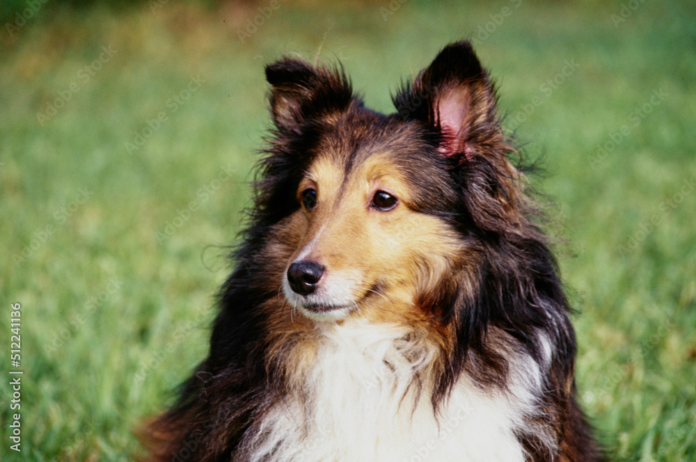 Close-up of a sheltie dog sitting in a grassy field Close-up of a sheltie dog sitting in a grassy field