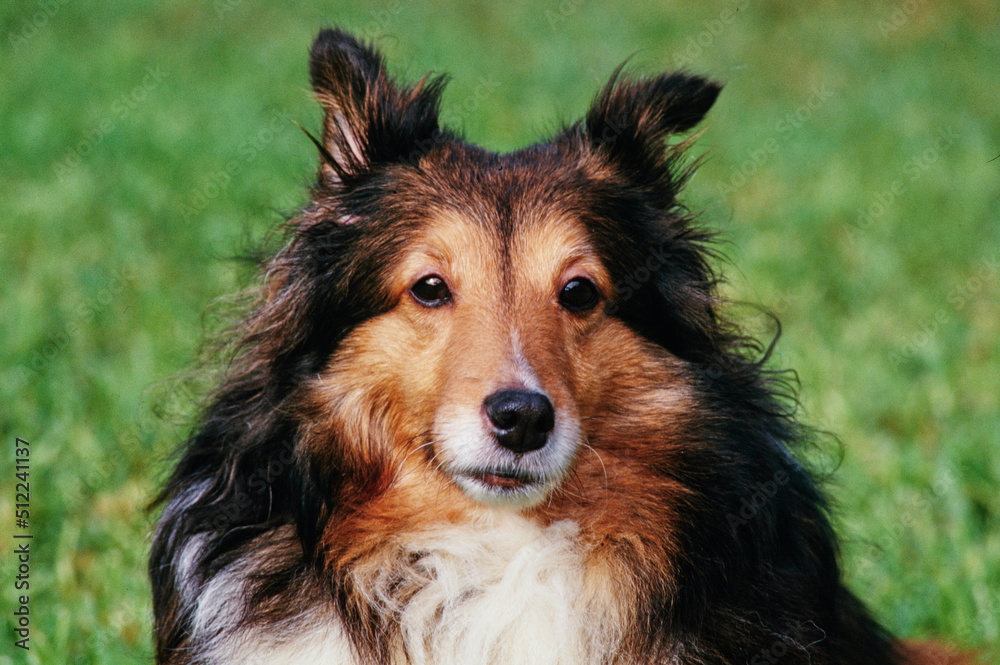 Close-up of a sheltie dog sitting in a grassy field