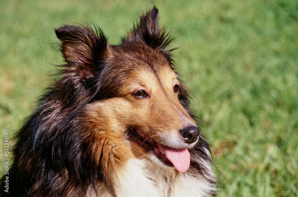 Close-up of a sheltie dog sitting in a grassy field Close-up of a sheltie dog sitting in a grassy field