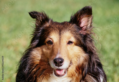 Close-up of a sheltie dog sitting in a grassy field photo