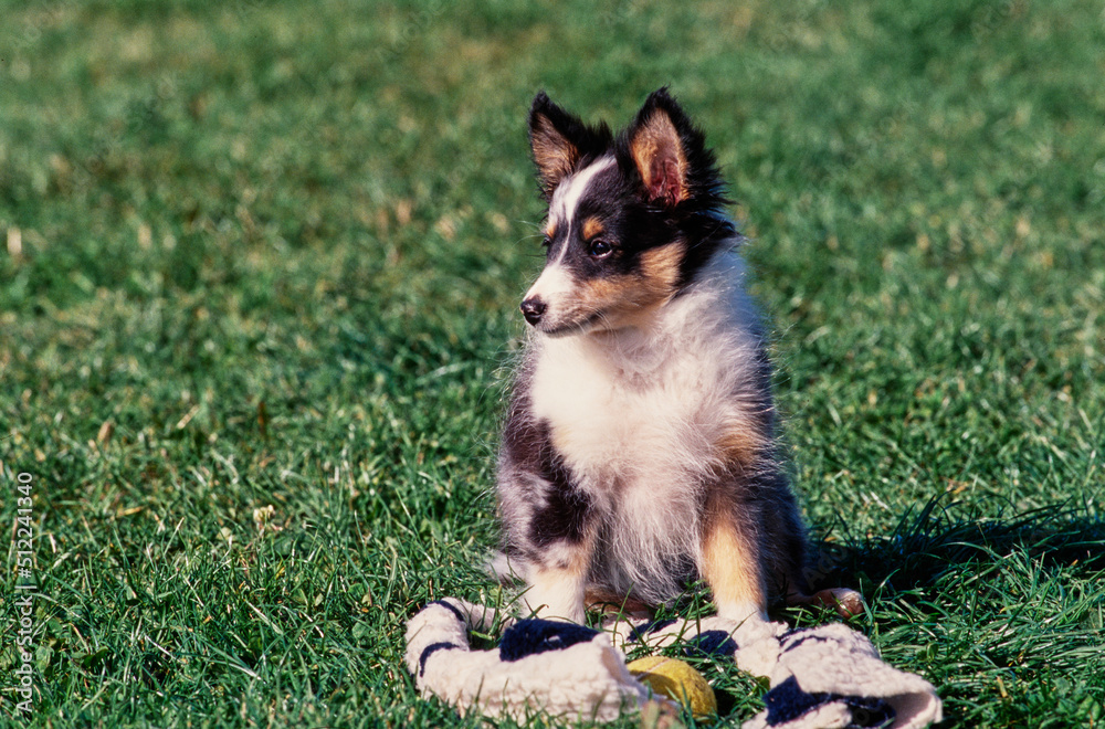 A sheltie puppy dog in a grassy field with wildflowers