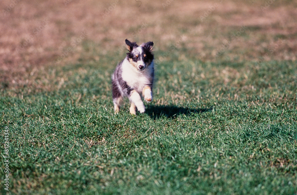 A sheltie puppy dog running on a grass lawn A sheltie puppy dog running on a grass lawn