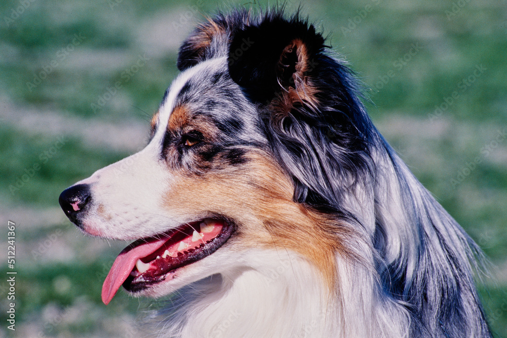 Close-up of an Australian shepherd dog's face