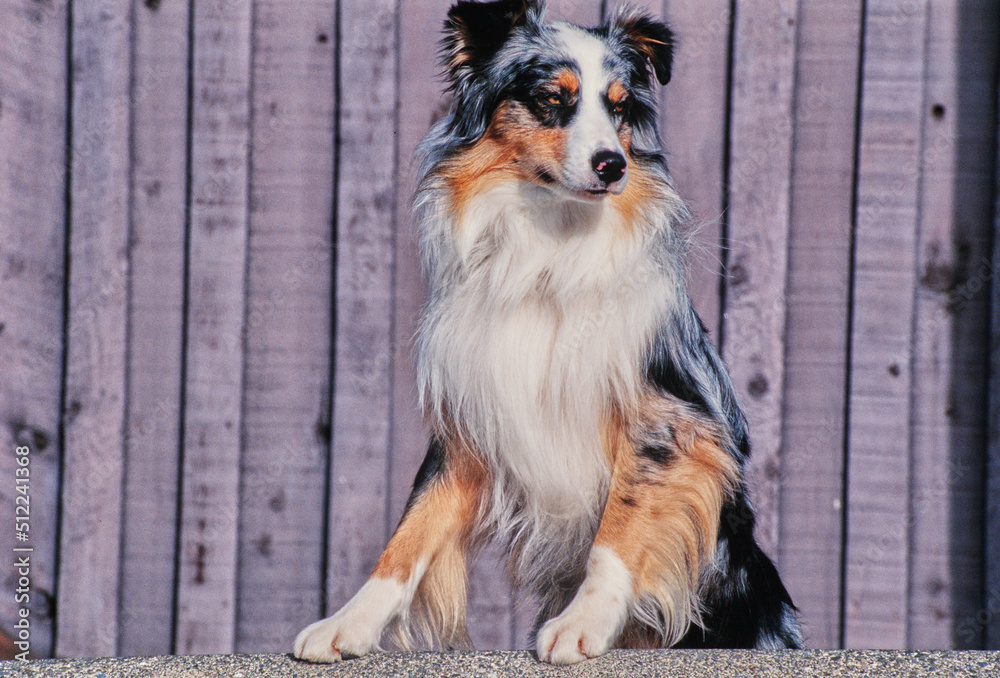 An Australian shepherd dog sitting up with its paws resting on the edge of a raised surface