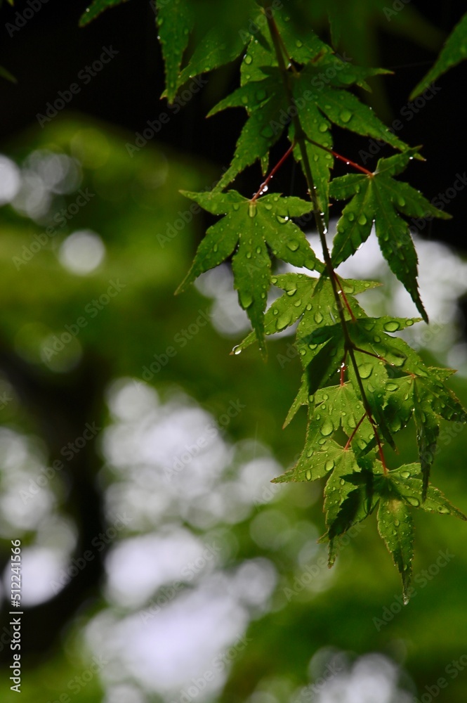 Obraz premium 圓光寺