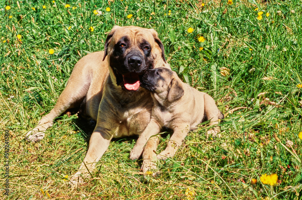 An English mastiff and puppy laying in a grassy field with yellow wildflowers