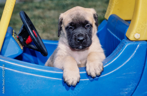 An English mastiff puppy dog in a toy car