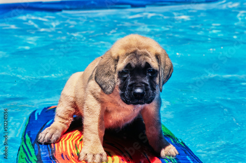 An English mastiff floating on a kickboard in a pool
