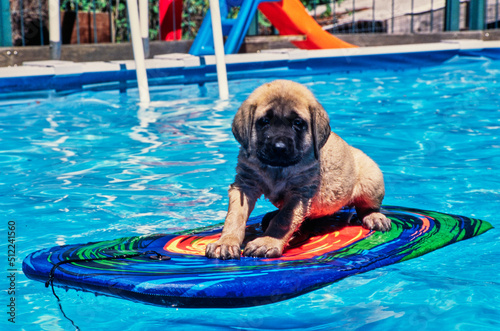 Fototapeta Naklejka Na Ścianę i Meble -  An English mastiff floating on a kickboard in a pool