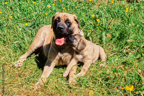 An English mastiff and puppy laying in a grassy field with yellow wildflowers