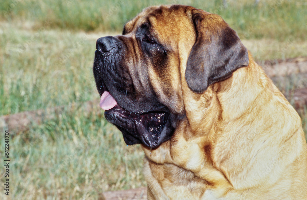 Close-up of an English mastiff dog's face in an outdoor setting
