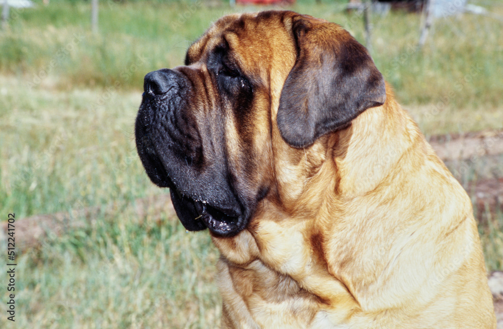 Close-up of an English mastiff dog's face in an outdoor setting Close-up of an English mastiff dog's face in an outdoor setting