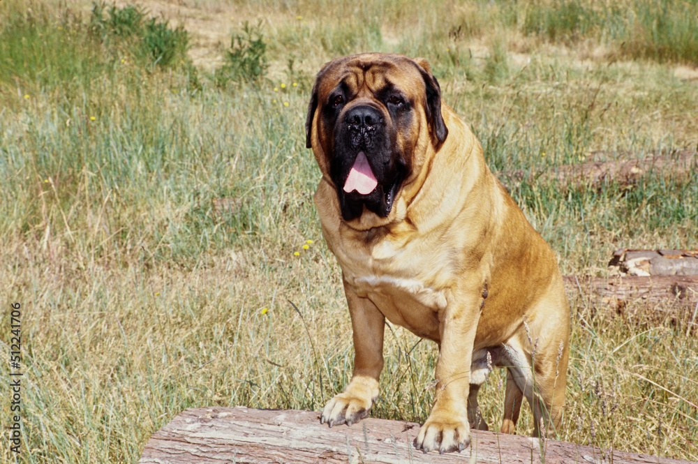 An English mastiff dog standing with its front paws on a log An English mastiff dog standing with its front paws on a log