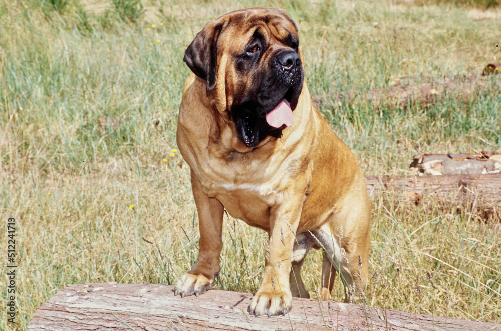 An English mastiff dog standing with its front paws on a log An English mastiff dog standing with its front paws on a log