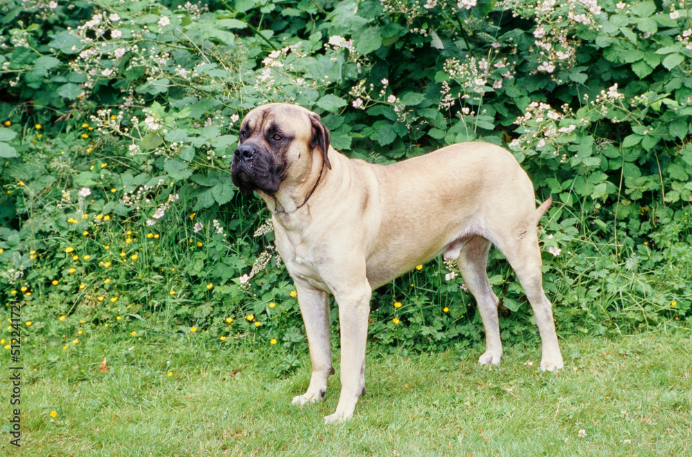 An English mastiff standing on grass with flowery foliage in the background