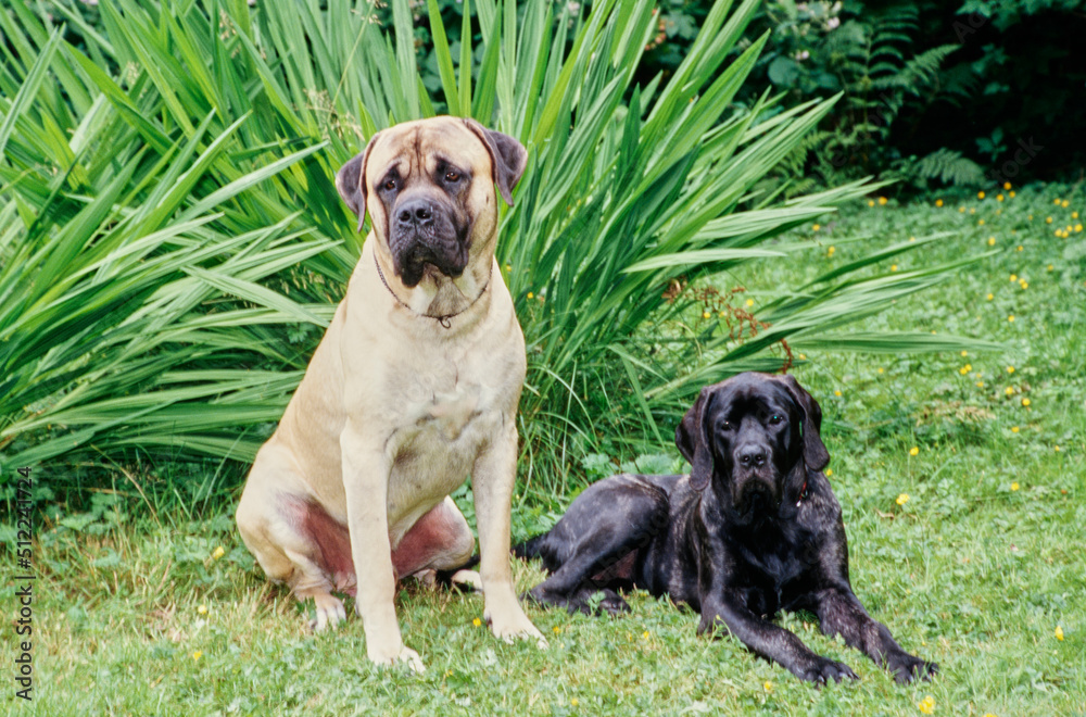 Two English mastiffs sitting in grass at the edge of a yard Two English mastiffs sitting in grass at the edge of a yard