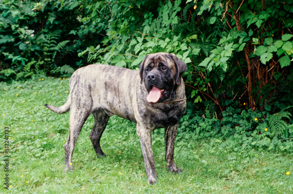 An English mastiff standing in the grass in front of greenery An English mastiff standing in the grass in front of greenery